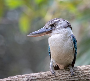 Martin-chasseur à ailes bleues Dacelo leachii - Blue-winged Kookaburra