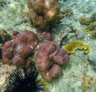 oursin et coraux