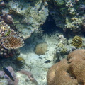 oursin et coraux