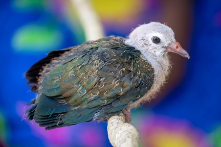 Carpophage meunier Ducula pistrinaria - Island Imperial Pigeon