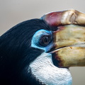 Calao papou Rhyticeros plicatus - Blyth's Hornbill