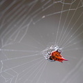 araignée gasteracantha