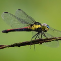 libellule : Lathrecista asiatica, male