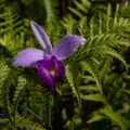 orchidée : Arundina graminifolia