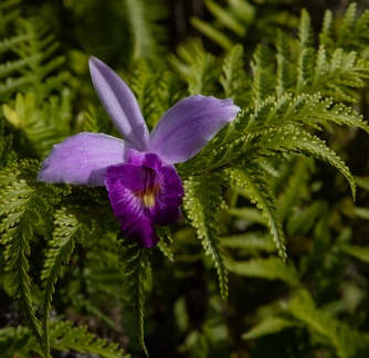 orchidée : Arundina graminifolia