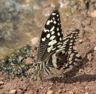 Papilio demodocus ou Papillon de Vinson ou Voilier des citronniers