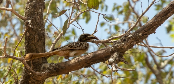 Calao à bec noir Lophoceros nasutus - African Grey Hornbill
