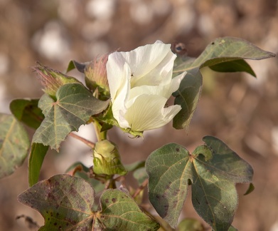 fleurs de coton