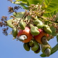 noix cajou : fruit de l'anacardier