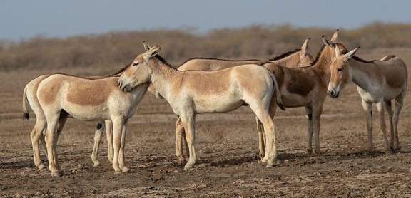 onagre d'Inde (Equus hemionus khur)
