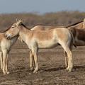 onagre d'Inde (Equus hemionus khur)