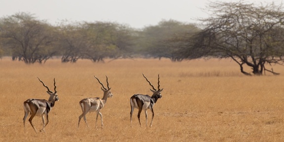 Antilope cervicapre Antilope cervicapra
