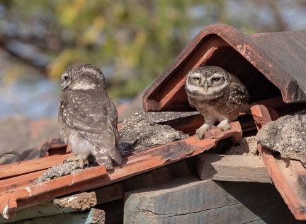 Chevêche brame Athene brama - Spotted Owlet
