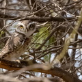 Chevêche brame Athene brama - Spotted Owlet