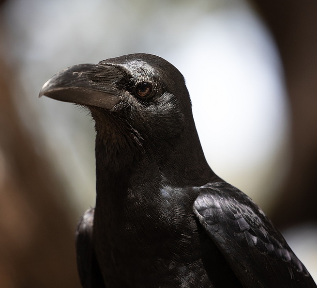 Corbeau indien Corvus culminatus - Indian Jungle Crow