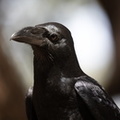 Corbeau indien Corvus culminatus - Indian Jungle Crow