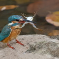Martin-pêcheur d'Europe Alcedo atthis - Common Kingfisher
