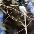 Tchitrec de paradis Terpsiphone paradisi - Indian Paradise Flycatcher