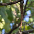 Tchitrec de paradis Terpsiphone paradisi - Indian Paradise Flycatcher