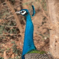 Paon bleu Pavo cristatus - Indian Peafowl