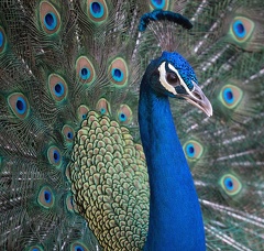 Paon bleu Pavo cristatus - Indian Peafowl