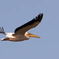 Pélican blanc Pelecanus onocrotalus - Great White Pelican