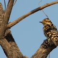 Pic nain Yungipicus moluccensis - Sunda Pygmy Woodpecker