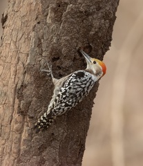 Pic mahratte Leiopicus mahrattensis - Yellow-crowned Woodpecker
