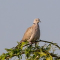 Tourterelle turque Streptopelia decaocto - Eurasian Collared Dove