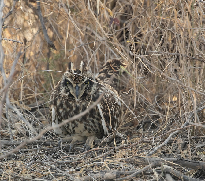 Hibou des marais Asio flammeus - Short-eared Owl