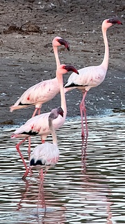 Flamant nain Phoeniconaias minor - Lesser Flamingo