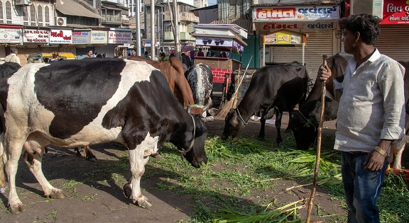 Ahmedabad : déjeuner des vaches