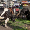 Ahmedabad : déjeuner des vaches
