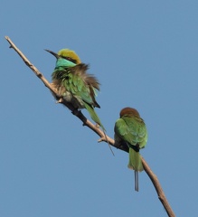 Guêpier d'Orient Merops orientalis - Green Bee-eater