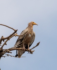 Vautour percnoptère Neophron percnopterus - Egyptian Vulture