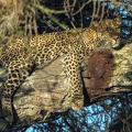 leopard (40).JPG