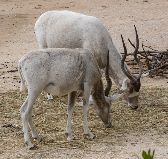 addax (Addax nasomaculatus),  antilope à nez tacheté 