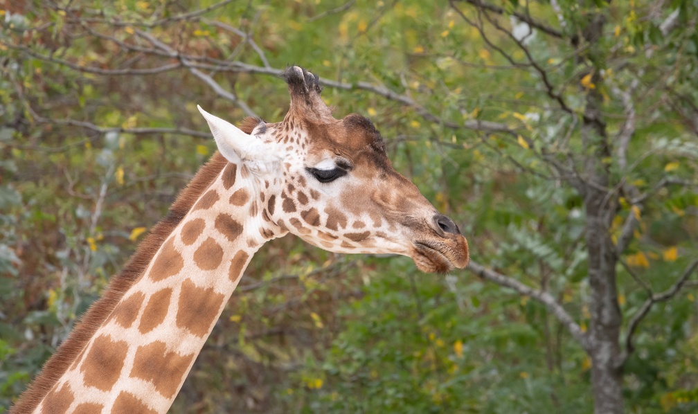 Girafe de Kordofan (Giraffa camelopardalis antiquorum)