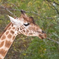 Girafe de Kordofan (Giraffa camelopardalis antiquorum)