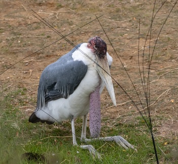 Marabout d'Afrique - Leptoptilos crumeniferus - marabou stork