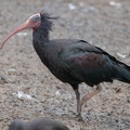 Ibis chauve Geronticus eremita - Northern Bald Ibis
