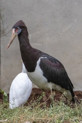 Cigogne d'Abdim Ciconia abdimii - Abdim's Stork