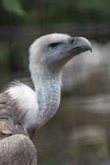 Vautour fauve Gyps fulvus - Griffon Vulture