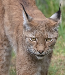 Lynx boréal (Lynx lynx),  Lynx d'Eurasie, Lynx commun, Loup-cervier, Lynx d'Europe