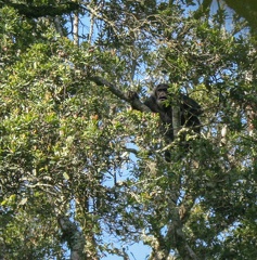  chimpanzé