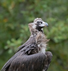 Vautour moine Aegypius monachus - Cinereous Vulture
