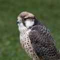 Faucon lanier Falco biarmicus - Lanner Falcon