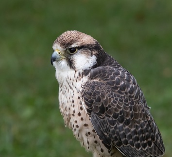 Faucon lanier Falco biarmicus - Lanner Falcon