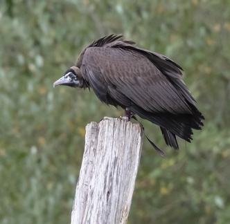Vautour percnoptère Neophron percnopterus - Egyptian Vulture  (juvénile) (immature)