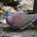 Pigeon de Madagascar Nesoenas picturatus - Malagasy Turtle Dove
